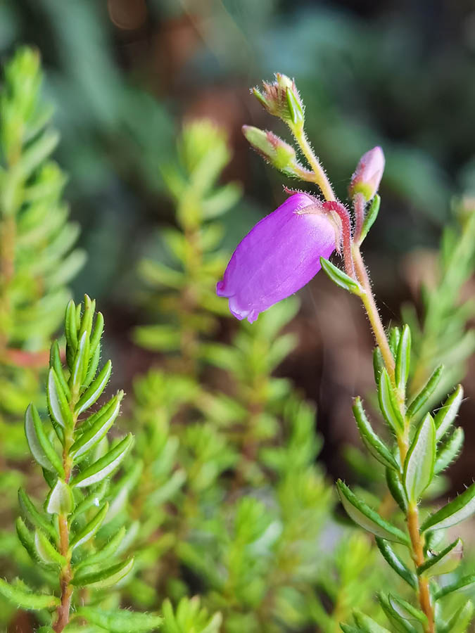 Daboecia cantabrica 3